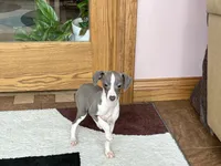 Heidi , a female Italian Greyhound for sale in Nappanee, IN – Photo 6 of 10
