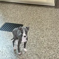 Hellen , a female Italian Greyhound for sale in Nappanee, IN – Photo 9 of 9