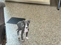 Hellen , a female Italian Greyhound for sale in Nappanee, IN – Photo 9 of 9