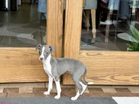 Heidi , a female Italian Greyhound for sale in Nappanee, IN – Photo 4 of 10