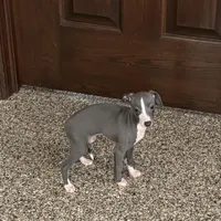 Hellen , a female Italian Greyhound for sale in Nappanee, IN – Photo 7 of 9