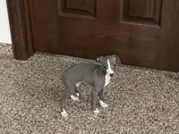 Hellen , a female Italian Greyhound for sale in Nappanee, IN – Photo 7 of 9