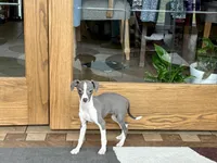 Heidi , a female Italian Greyhound for sale in Nappanee, IN – Photo 7 of 10