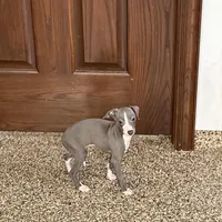 Hellen , a female Italian Greyhound for sale in Nappanee, IN – Photo 2 of 9