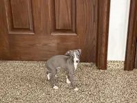 Hellen , a female Italian Greyhound for sale in Nappanee, IN – Photo 2 of 9