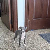 Hellen , a female Italian Greyhound for sale in Nappanee, IN – Photo 3 of 9