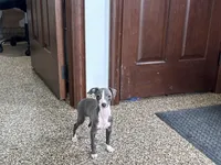 Hellen , a female Italian Greyhound for sale in Nappanee, IN – Photo 3 of 9