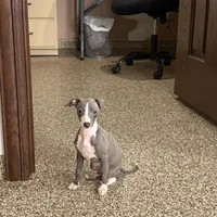 Hellen , a female Italian Greyhound for sale in Nappanee, IN – Photo 5 of 9