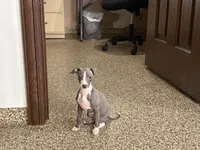 Hellen , a female Italian Greyhound for sale in Nappanee, IN – Photo 5 of 9