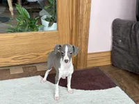 Heidi , a female Italian Greyhound for sale in Nappanee, IN – Photo 8 of 10