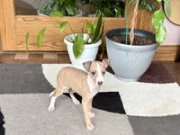 Chris, a male Italian Greyhound for sale in Nappanee, IN – 6 of 9