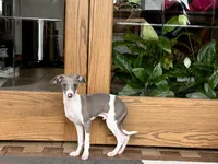 Shadow , a male Italian Greyhound for sale in Nappanee, IN – 7 of 7