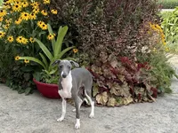 Dakin , a male Italian Greyhound for sale in Nappanee, IN – 4 of 7