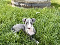 Shane, a male Italian Greyhound for sale in Nappanee, IN – 6 of 10