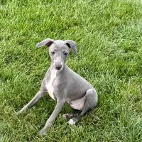 Sam, a male Italian Greyhound for sale in Nappanee, IN – Photo 7 of 10