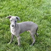 Sam, a male Italian Greyhound for sale in Nappanee, IN – Photo 2 of 10