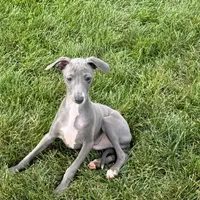 Sam, a male Italian Greyhound for sale in Nappanee, IN – Photo 8 of 10