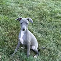 Sam, a male Italian Greyhound for sale in Nappanee, IN – Photo 3 of 10