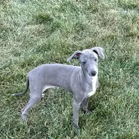Sam, a male Italian Greyhound for sale in Nappanee, IN – Photo 10 of 10