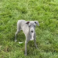 Sam, a male Italian Greyhound for sale in Nappanee, IN – Photo 6 of 10