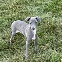 Sam, a male Italian Greyhound for sale in Nappanee, IN – Photo 9 of 10