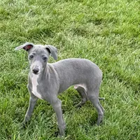 Sam, a male Italian Greyhound for sale in Nappanee, IN – Photo 1 of 10