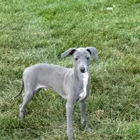 Sam, a male Italian Greyhound for sale in Nappanee, IN – Photo 5 of 10