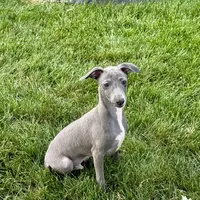 Sam, a male Italian Greyhound for sale in Nappanee, IN – Photo 4 of 10