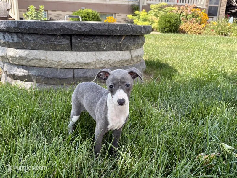 Donna  – Italian Greyhound puppy for sale in Nappanee, IN