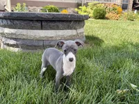 Donna , a female Italian Greyhound for sale in Nappanee, IN – 1 of 9