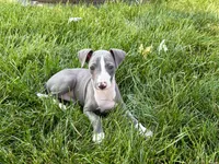Shane, a male Italian Greyhound for sale in Nappanee, IN – 7 of 10