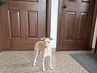 Rocky, a male Italian Greyhound for sale in Nappanee, IN – 3 of 7