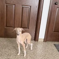 Franklin, a male Italian Greyhound for sale in Nappanee, IN – Photo 7 of 9
