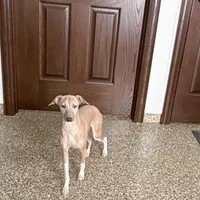 Franklin, a male Italian Greyhound for sale in Nappanee, IN – Photo 1 of 9