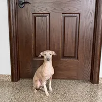 Franklin, a male Italian Greyhound for sale in Nappanee, IN – Photo 4 of 9