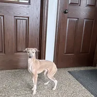 Franklin, a male Italian Greyhound for sale in Nappanee, IN – Photo 6 of 9