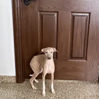 Franklin, a male Italian Greyhound for sale in Nappanee, IN – Photo 3 of 9