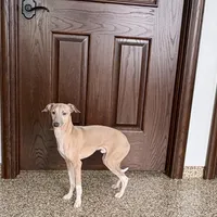 Franklin, a male Italian Greyhound for sale in Nappanee, IN – Photo 9 of 9