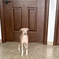 Franklin, a male Italian Greyhound for sale in Nappanee, IN – Photo 2 of 9