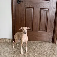 Franklin, a male Italian Greyhound for sale in Nappanee, IN – Photo 5 of 9
