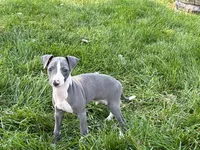 Shane, a male Italian Greyhound for sale in Nappanee, IN – 9 of 10