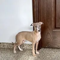 Derek, a male Italian Greyhound for sale in Nappanee, IN – Photo 1 of 4