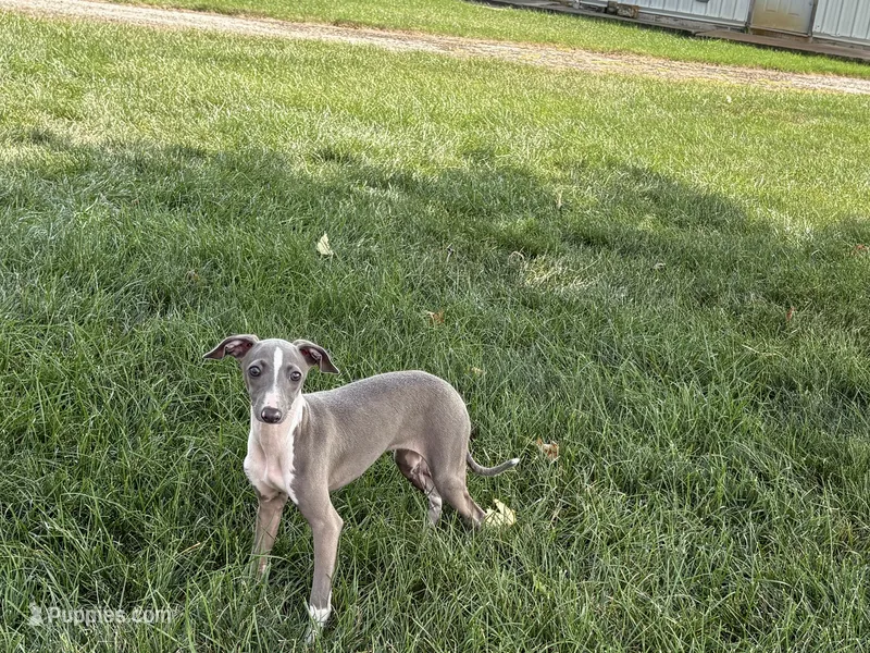Georgia – Italian Greyhound puppy for sale in Nappanee, IN