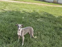 Georgia, a female Italian Greyhound for sale in Nappanee, IN – 1 of 9