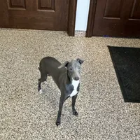 Darin, a male Italian Greyhound for sale in Nappanee, IN – Photo 7 of 10