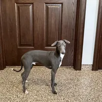 Darin, a male Italian Greyhound for sale in Nappanee, IN – Photo 9 of 10