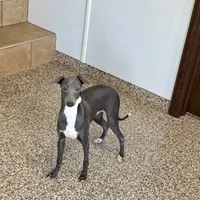 Darin, a male Italian Greyhound for sale in Nappanee, IN – Photo 1 of 10