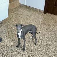 Darin, a male Italian Greyhound for sale in Nappanee, IN – Photo 5 of 10