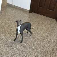 Darin, a male Italian Greyhound for sale in Nappanee, IN – Photo 6 of 10