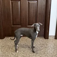 Darin, a male Italian Greyhound for sale in Nappanee, IN – Photo 2 of 10